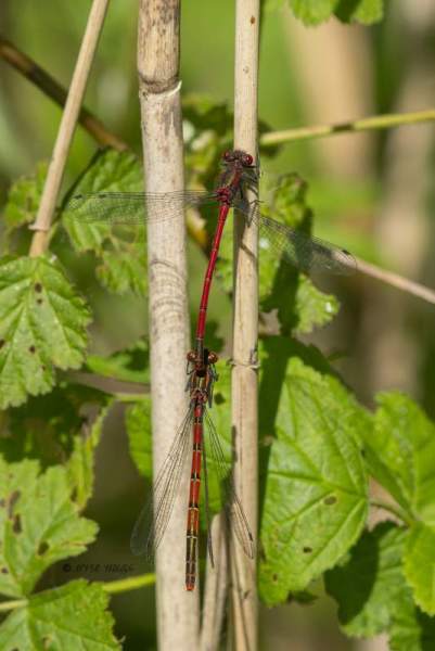 0N0A6957-Vuurjuffer-Pyrrhosoma-nymphula-Large-Red-Damselfly-Fruhe-Adonislibelle-Nymphe-au-corps-de-feu-Pyrrhosoma-nymphula_1