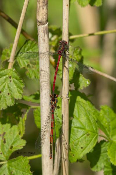 0N0A6957-Vuurjuffer-Pyrrhosoma-nymphula-Large-Red-Damselfly-Fruhe-Adonislibelle-Nymphe-au-corps-de-feu-Pyrrhosoma-nymphula_1