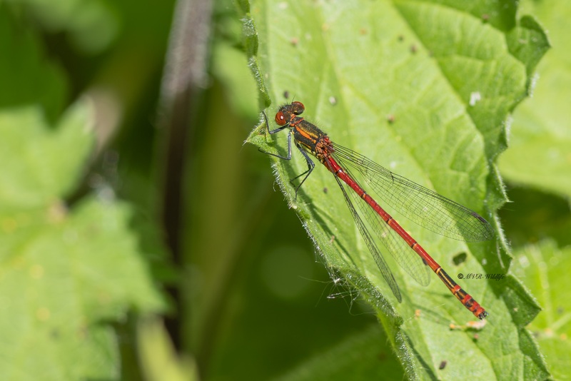 0N0A7012-Vuurjuffer-Pyrrhosoma-nymphula-Large-Red-Damselfly-Fruhe-Adonislibelle-Nymphe-au-corps-de-feu-Pyrrhosoma-nymphula