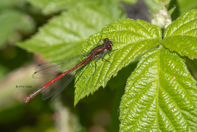 5X8A0033-Vuurjuffer-Pyrrhosoma-nymphula-Large-Red-Damselfly-Fruhe-Adonislibelle-Nymphe-au-corps-de-feu-Pyrrhosoma-nymphula