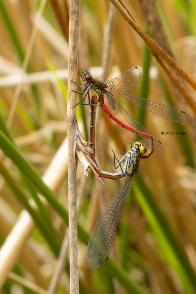 5X8A1082-Vuurjuffer-Pyrrhosoma-nymphula-Large-Red-Damselfly-Fruhe-Adonislibelle-Nymphe-au-corps-de-feu-Pyrrhosoma-nymphula