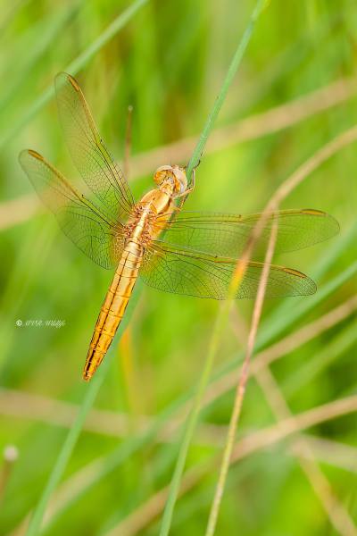 B65A2271-Vuurlibel-Crocothemis-Erythraea-Broad-Scarlet-Feuerlibelle-Libellule-ecarlate_1