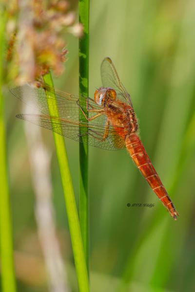 B65A4594-Vuurlibel-Crocothemis-Erythraea-Broad-Scarlet-Feuerlibelle-Libellule-ecarlate_1