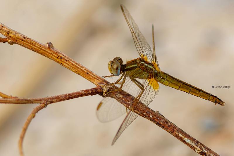 B65A5770-Vuurlibel-Crocothemis-Erythraea-Broad-Scarlet-Feuerlibelle-Libellule-ecarlate_1
