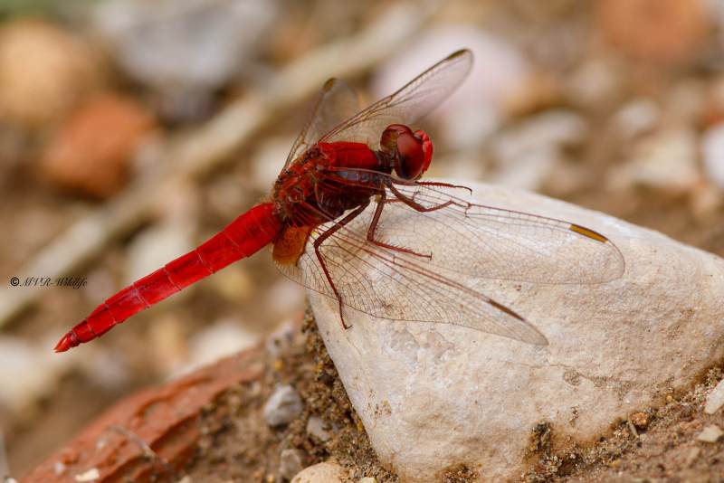 B65A6038-Vuurlibel-Crocothemis-Erythraea-Broad-Scarlet-Feuerlibelle-Libellule-ecarlate_1