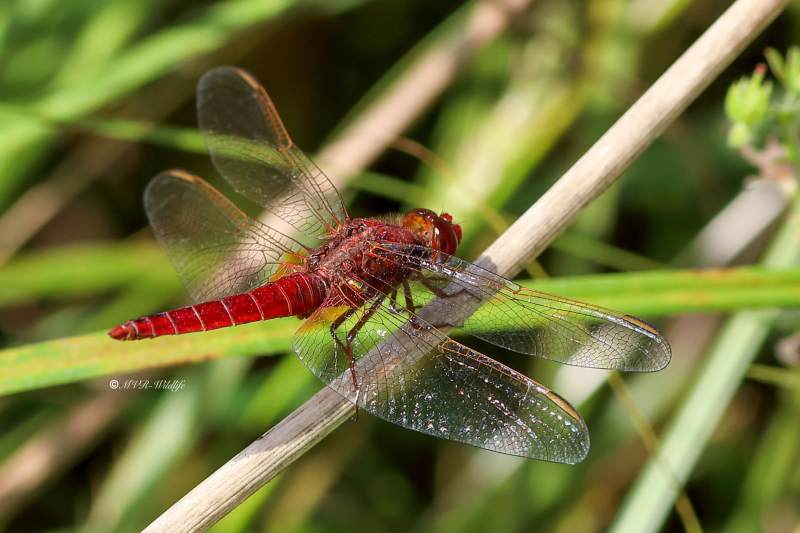 B65A6106-Vuurlibel-Crocothemis-Erythraea-Broad-Scarlet-Feuerlibelle-Libellule-ecarlate_1