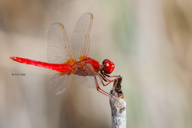 B65A6185-Vuurlibel-Crocothemis-Erythraea-Broad-Scarlet-Feuerlibelle-Libellule-ecarlate_1