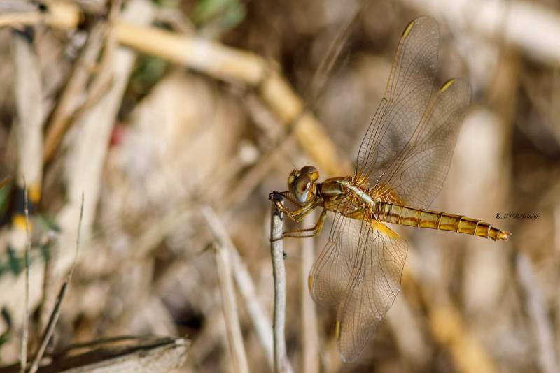 B65A6225-Vuurlibel-Crocothemis-Erythraea-Broad-Scarlet-Feuerlibelle-Libellule-ecarlate_1