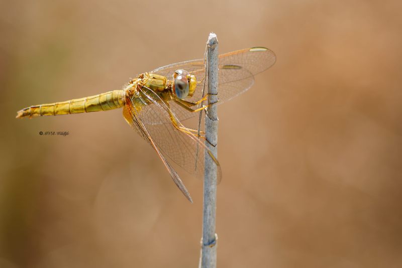 B65A6267-Vuurlibel-Crocothemis-Erythraea-Broad-Scarlet-Feuerlibelle-Libellule-ecarlate_1
