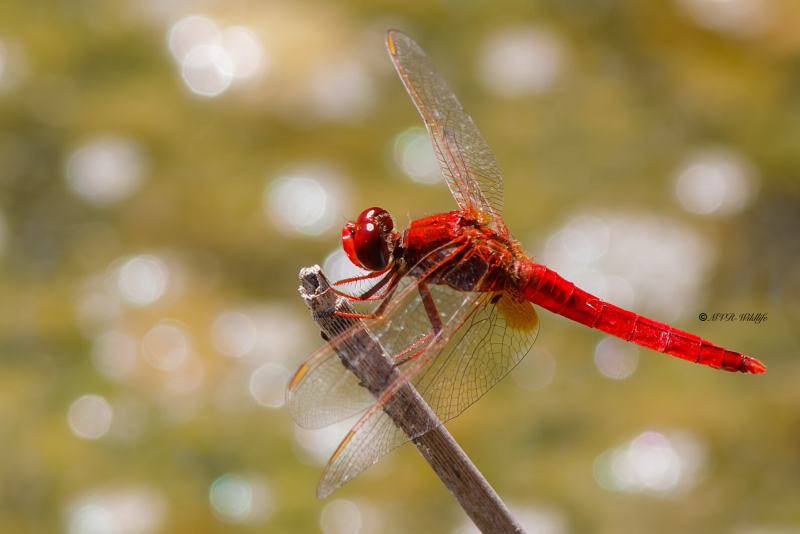 B65A6319-Vuurlibel-Crocothemis-Erythraea-Broad-Scarlet-Feuerlibelle-Libellule-ecarlate_1