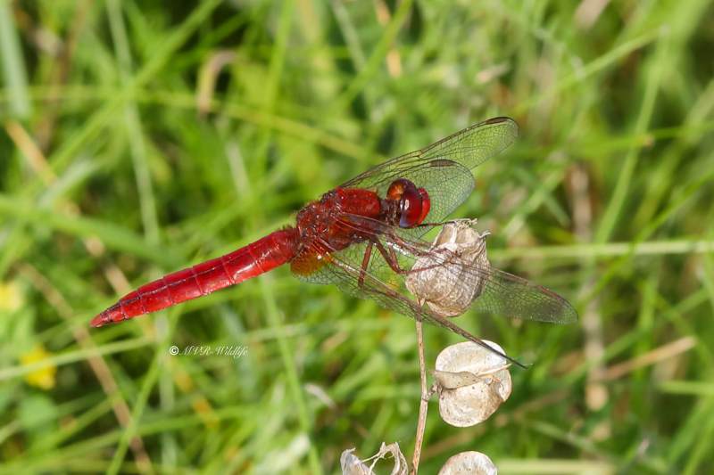 B65A6416-Vuurlibel-Crocothemis-Erythraea-Broad-Scarlet-Feuerlibelle-Libellule-ecarlate_1