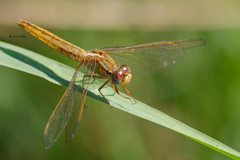 B65A6574-Vuurlibel-Crocothemis-Erythraea-Broad-Scarlet-Feuerlibelle-Libellule-ecarlate_1