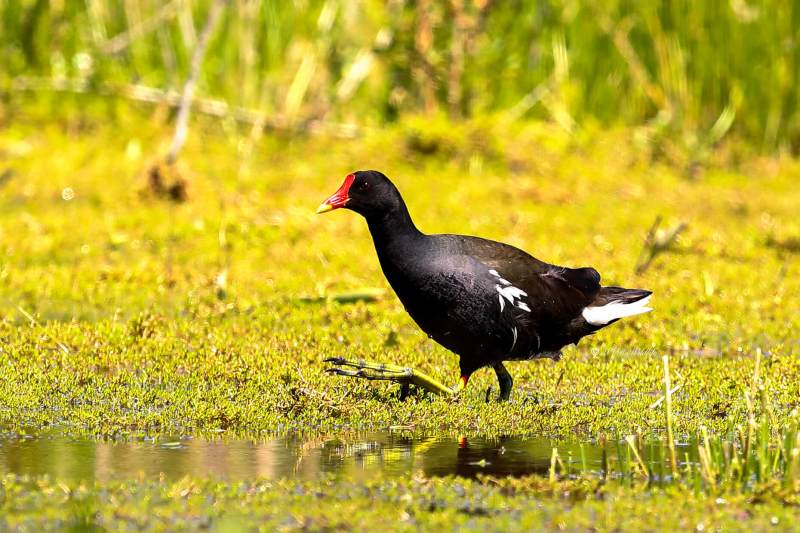 B65A7597-Waterhoen-Common-Moorhen-Teichhuhn-Gallinule-poule-deau-Gallineta-comun_1