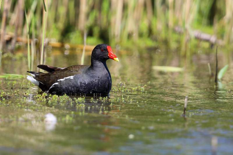 B65A7802-Waterhoen-Common-Moorhen-Teichhuhn-Gallinule-poule-deau-Gallineta-comun_1