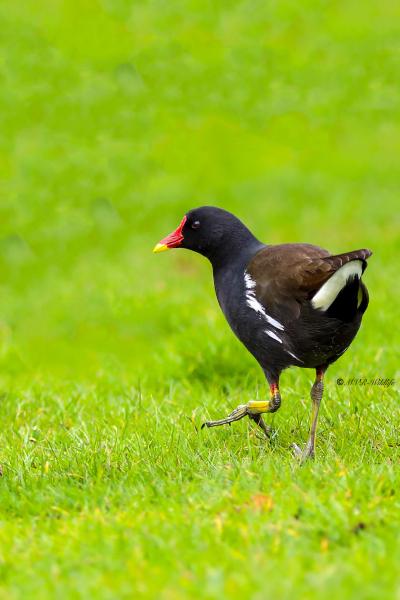 B65A7845-Waterhoen-Common-Moorhen-Teichhuhn-Gallinule-poule-deau-Gallineta-comun_1