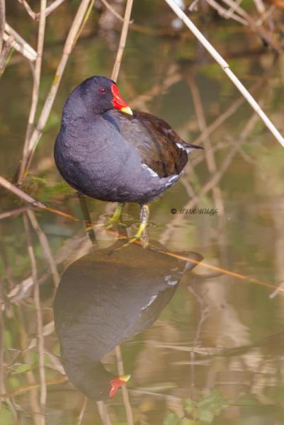 BR8A7015-Waterhoen-Common-Moorhen-Teichhuhn-Gallinule-poule-deau-Gallineta-comun_1
