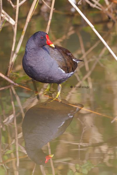 BR8A7015-Waterhoen-Common-Moorhen-Teichhuhn-Gallinule-poule-deau-Gallineta-comun_1