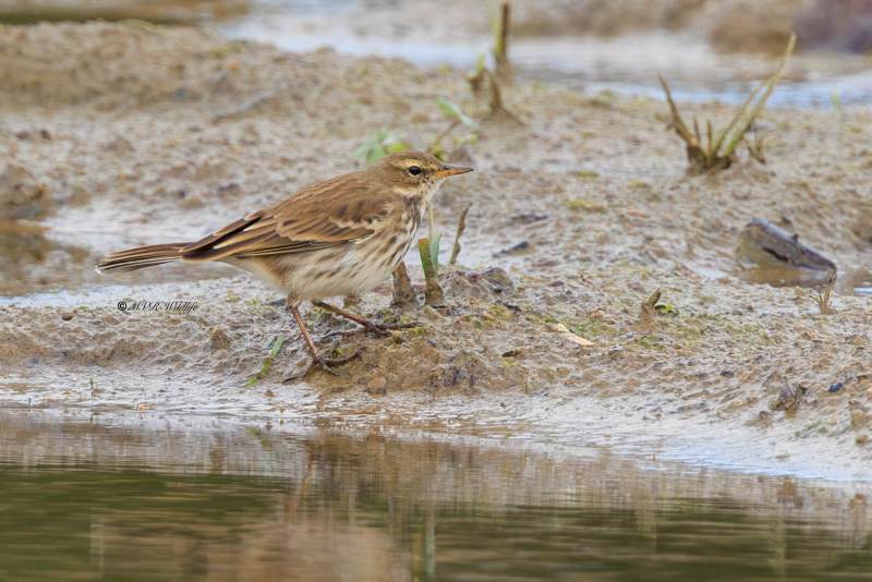 BR8A0004-Waterpieper-Anthus-spinoletta-Water-Pipit-Bergpieper-Pipit-spioncelle-Bisbita-alpino_1