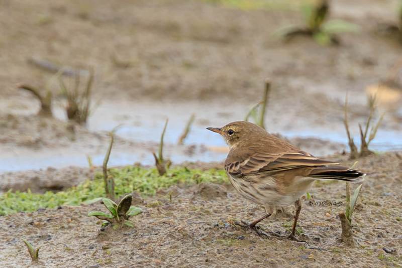 BR8A0056-Waterpieper-Anthus-spinoletta-Water-Pipit-Bergpieper-Pipit-spioncelle-Bisbita-alpino_1