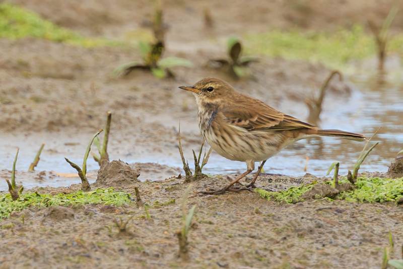 BR8A0075-Waterpieper-Anthus-spinoletta-Water-Pipit-Bergpieper-Pipit-spioncelle-Bisbita-alpino_1