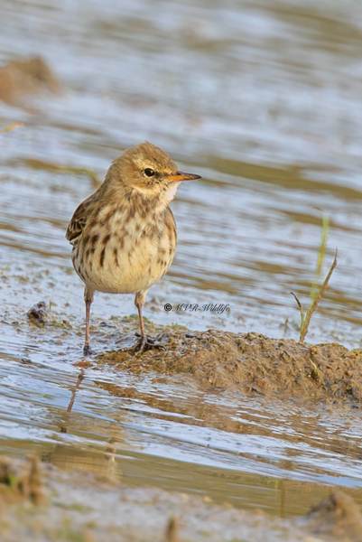 BR8A9326-Waterpieper-Anthus-spinoletta-Water-Pipit-Bergpieper-Pipit-spioncelle-Bisbita-alpino_1