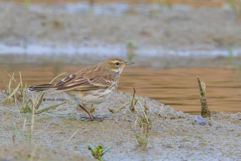 BR8A9605-Waterpieper-Anthus-spinoletta-Water-Pipit-Bergpieper-Pipit-spioncelle-Bisbita-alpino_1