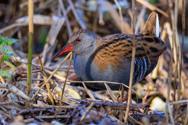 BR8A6308_Waterral-Rallus-aquaticus-Water-Rail-Wasserralle-Rale-deau-Rascon-europeo_1