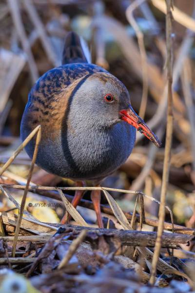 BR8A6312_Waterral-Rallus-aquaticus-Water-Rail-Wasserralle-Rale-deau-Rascon-europeo_1