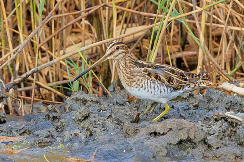 BR8A0330-Watersnip-Gallinago-gallinago-Common-Snipe-Bekassine-Becassine-des-marais-Agachadiza-comun_1