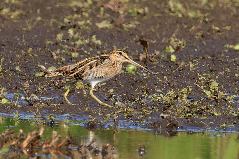 BR8A3354-Watersnip-Gallinago-gallinago-Common-Snipe-Bekassine-Becassine-des-marais-Agachadiza-comun_1