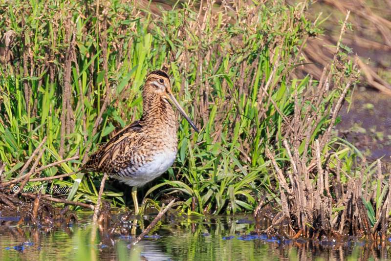 BR8A3364-Watersnip-Gallinago-gallinago-Common-Snipe-Bekassine-Becassine-des-marais-Agachadiza-comun_1
