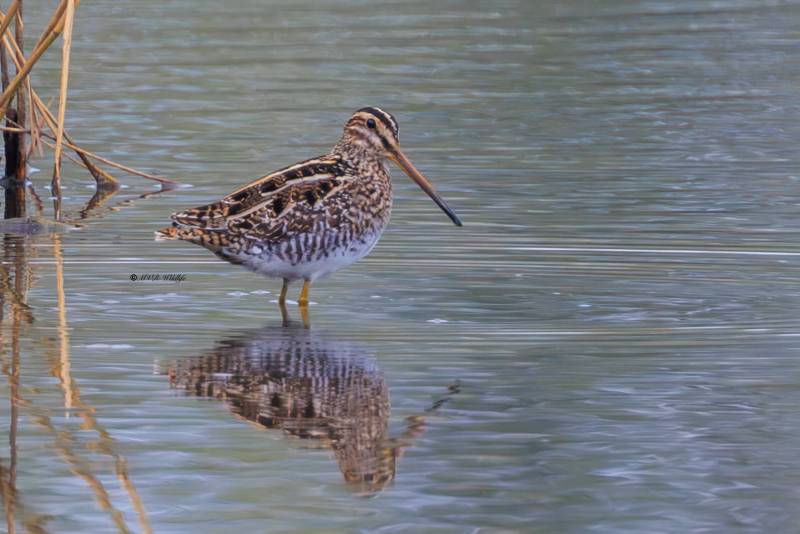BR8A7784-Watersnip-Gallinago-gallinago-Common-Snipe-Bekassine-Becassine-des-marais-Agachadiza-comun_1