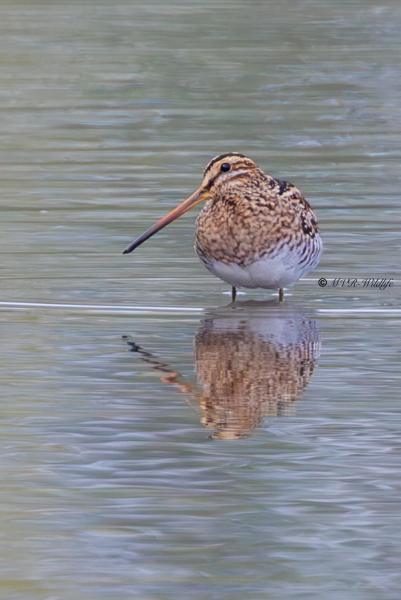 BR8A7847-Watersnip-Gallinago-gallinago-Common-Snipe-Bekassine-Becassine-des-marais-Agachadiza-comun_1