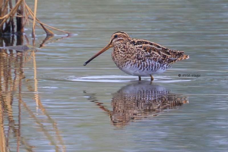 BR8A7857-Watersnip-Gallinago-gallinago-Common-Snipe-Bekassine-Becassine-des-marais-Agachadiza-comun_1