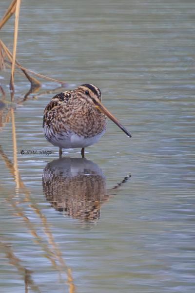 BR8A7941-Watersnip-Gallinago-gallinago-Common-Snipe-Bekassine-Becassine-des-marais-Agachadiza-comun_1