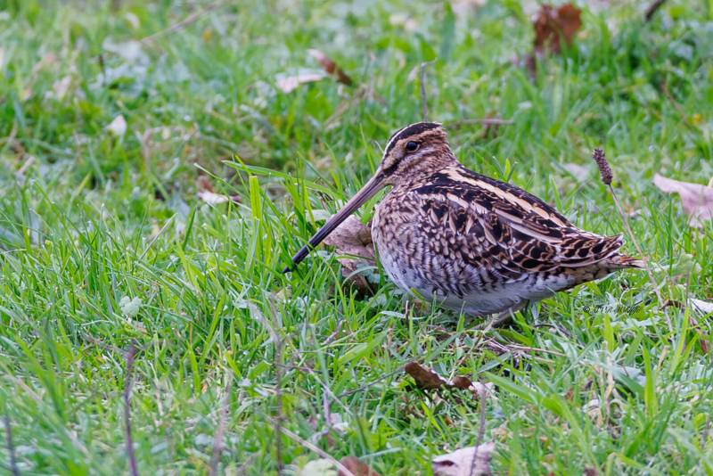 BR8A8795-Watersnip-Gallinago-gallinago-Common-Snipe-Bekassine-Becassine-des-marais-Agachadiza-comun_1