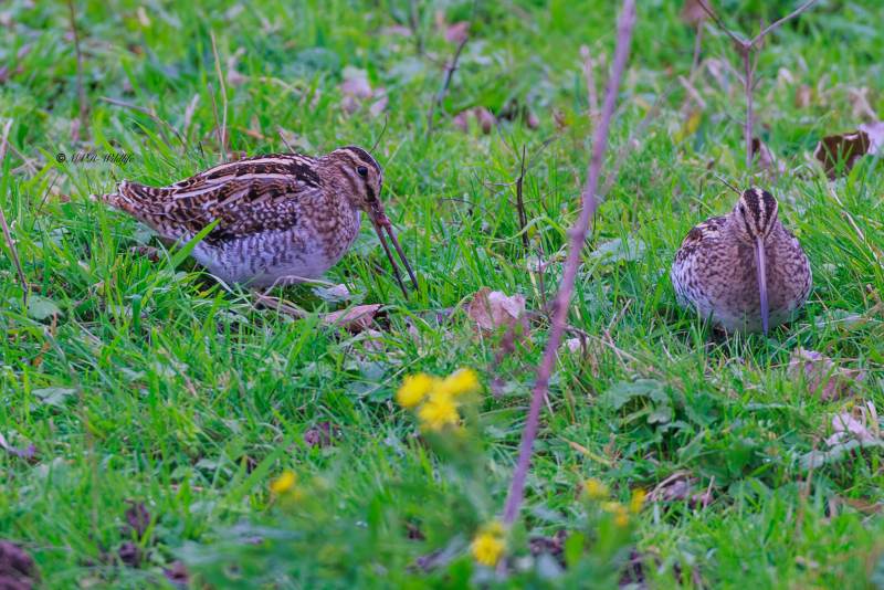 BR8A8888-Watersnip-Gallinago-gallinago-Common-Snipe-Bekassine-Becassine-des-marais-Agachadiza-comun_1