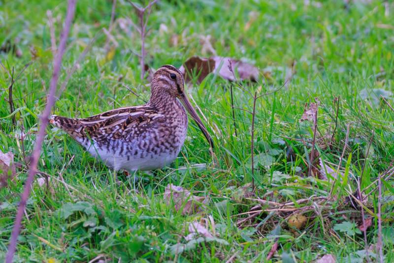 BR8A8890-Watersnip-Gallinago-gallinago-Common-Snipe-Bekassine-Becassine-des-marais-Agachadiza-comun_1