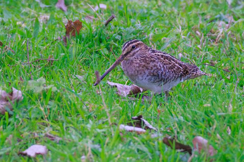 BR8A8981-Watersnip-Gallinago-gallinago-Common-Snipe-Bekassine-Becassine-des-marais-Agachadiza-comun_1