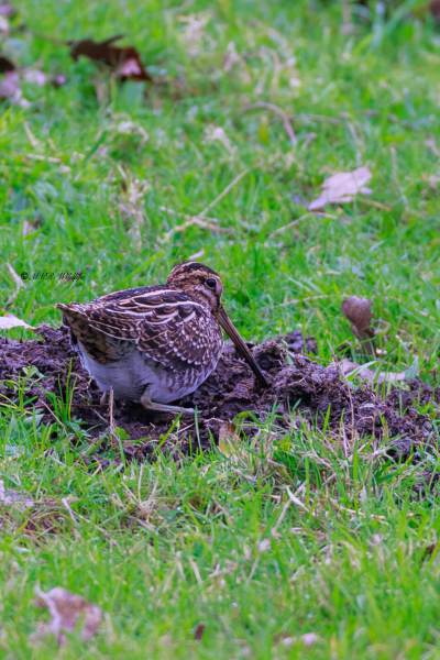 BR8A8990-Watersnip-Gallinago-gallinago-Common-Snipe-Bekassine-Becassine-des-marais-Agachadiza-comun_1