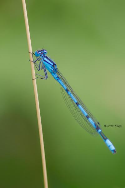 B65A5281-Watersnuffel-Enallagma-Cyathigerum-Common-Bluet-Becher-Azurjungfer-Agrion-porte-coupe_1