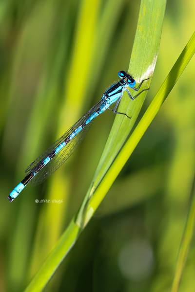 B65A9607-Watersnuffel-Enallagma-Cyathigerum-Common-Bluet-Becher-Azurjungfer-Agrion-porte-coupe_1