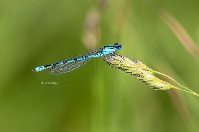 B65A9782-Watersnuffel-Enallagma-Cyathigerum-Common-Bluet-Becher-Azurjungfer-Agrion-porte-coupe_1