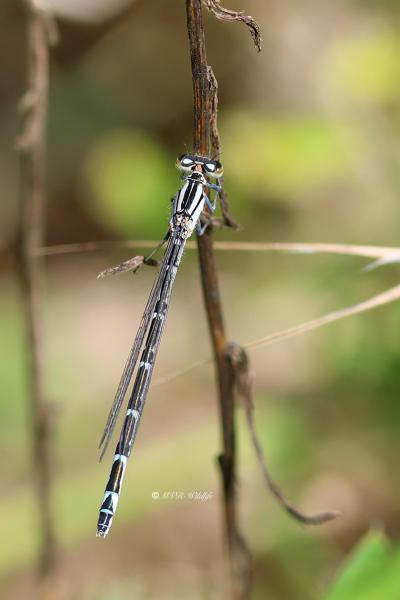 BA65A2895-Watersnuffel-Enallagma-Cyathigerum-Common-Bluet-Becher-Azurjungfer-Agrion-porte-coupe_1