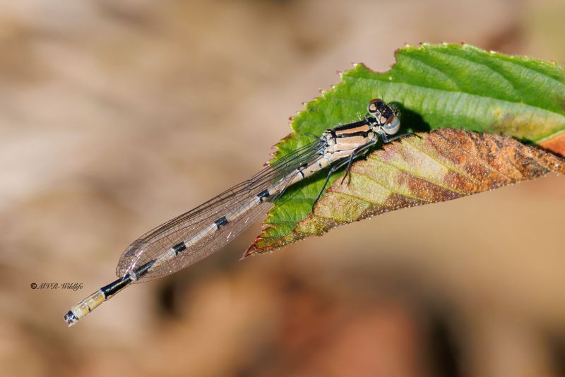 BR8A4032-Watersnuffel-Enallagma-Cyathigerum-Common-Bluet-Becher-Azurjungfer-Agrion-porte-coupe_1