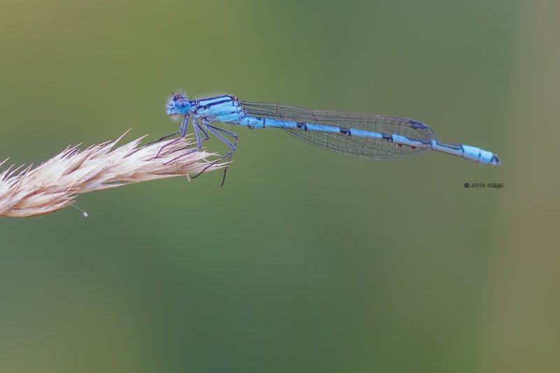BR8A4462-Watersnuffel-Enallagma-Cyathigerum-Common-Bluet-Becher-Azurjungfer-Agrion-porte-coupe_1