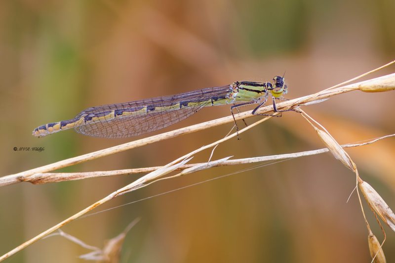 BR8A4581-Watersnuffel-Enallagma-Cyathigerum-Common-Bluet-Becher-Azurjungfer-Agrion-porte-coupe_1