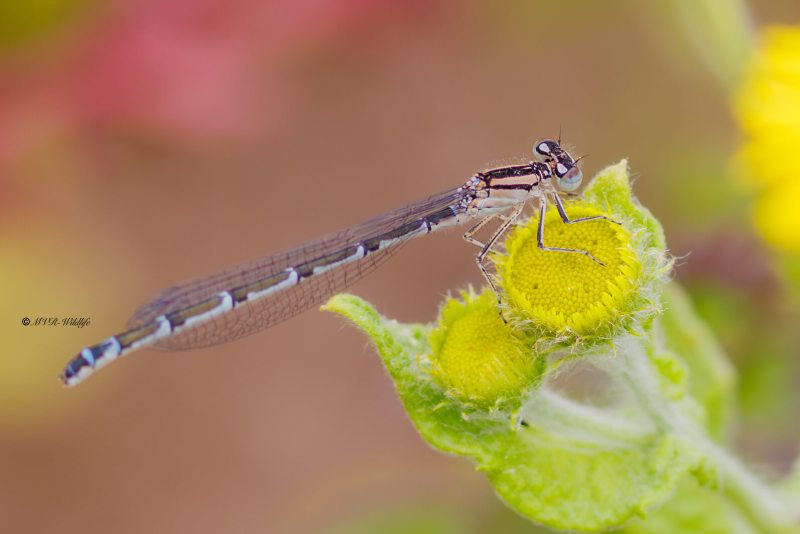 BR8A4683-Watersnuffel-Enallagma-Cyathigerum-Common-Bluet-Becher-Azurjungfer-Agrion-porte-coupe_1