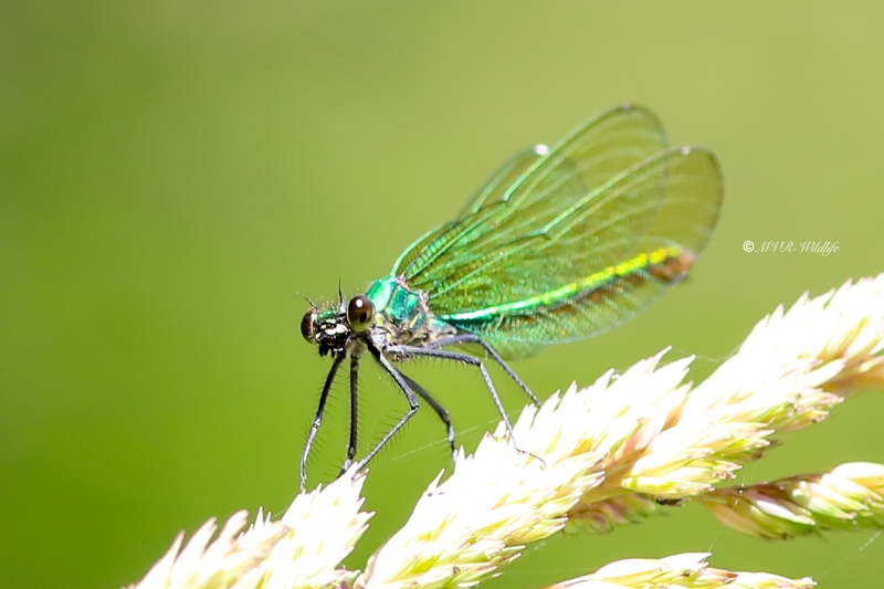 B65A2571-Weidebeekjuffer-Calopteryx-Splendens-Banded-Demoiselle-Gebanderte-Prachtlibelle-Calopteryx-eclatant