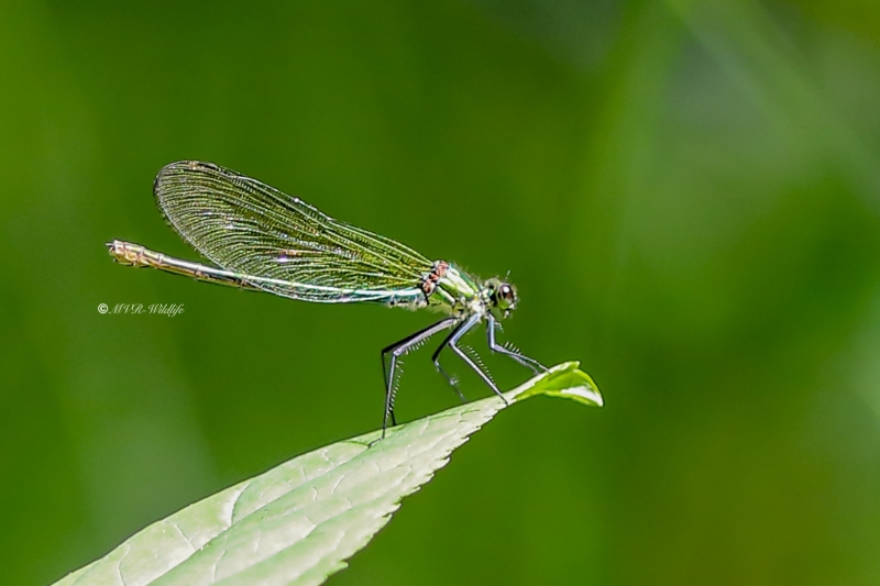 B65A4124-Weidebeekjuffer-Calopteryx-Splendens-Banded-Demoiselle-Gebanderte-Prachtlibelle-Calopteryx-eclatant